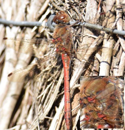 Sympetrum striolatum
